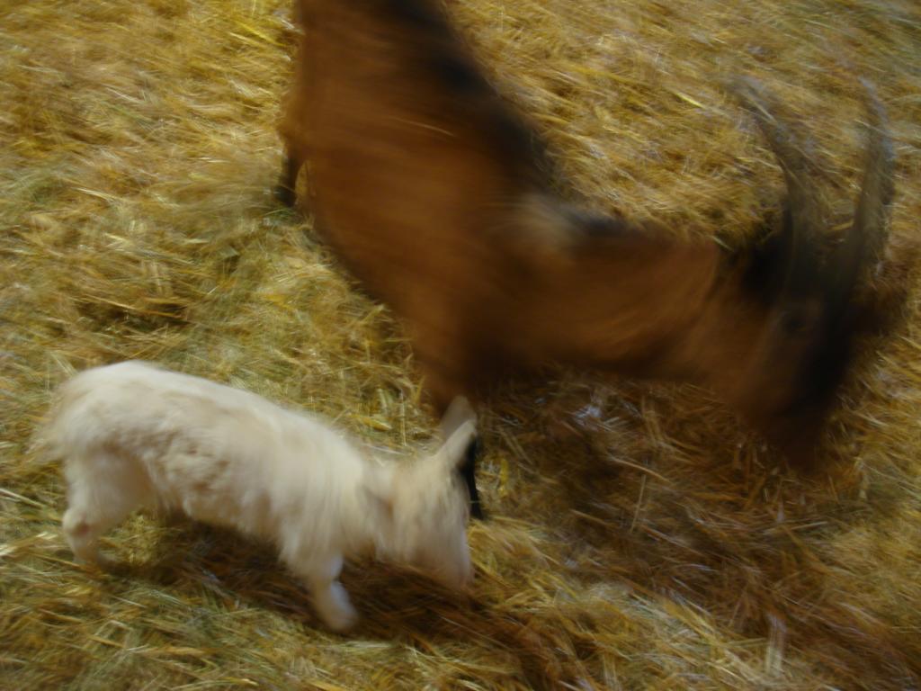 Foto: Regina Franziska Rau - eine Ziege mit ihrem lustig herumspringenden Zicklein